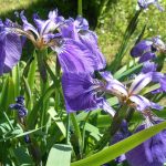 Iris Sibirica Perrys’s Blue