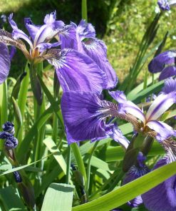 Iris Sibirica Perrys’s Blue