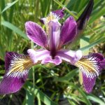 Iris Versicolor