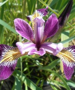 Iris Versicolor