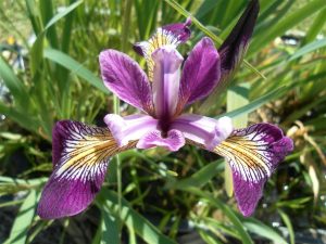 Iris Versicolor