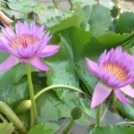 Nymphaea Jack wood