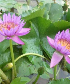 Nymphaea Jack wood