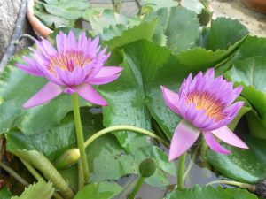 Nymphaea Jack wood
