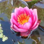 Nymphaea James Bridon