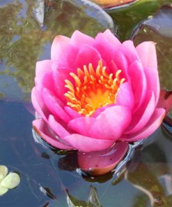 Nymphaea James Bridon