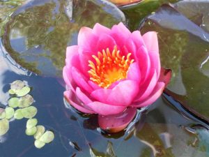 Nymphaea James Bridon