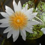 Nymphaea Janice C. Wood