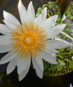 Nymphaea Janice C. Wood