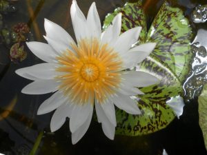 Nymphaea Janice C. Wood