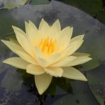 Nymphaea Joey Tomacik