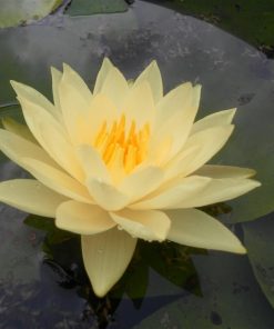 Nymphaea Joey Tomacik