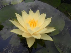 Nymphaea Joey Tomacik