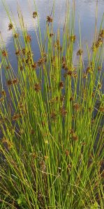 Juncus Effusus