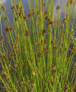 Juncus Effusus