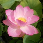 Nelumbo Kermesinum