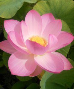 Nelumbo Kermesinum