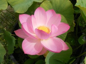 Nelumbo Kermesinum