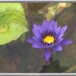 Nymphaea King of Blues