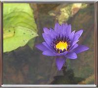 Nymphaea King of Blues