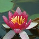Nymphaea Laydekeri Purpurea