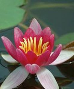 Nymphaea Laydekeri Purpurea