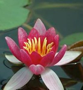 Nymphaea Laydekeri Purpurea