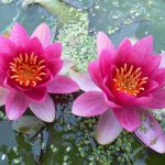 Nymphaea Laydekeri Fulgens