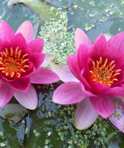 Nymphaea Laydekeri Fulgens