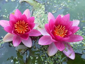 Nymphaea Laydekeri Fulgens