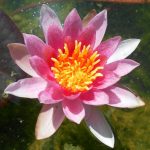 Nymphaea Laydekeri Purpurata (Laydekeri Carmine)