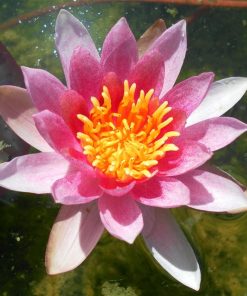 Nymphaea Laydekeri Purpurata (Laydekeri Carmine)