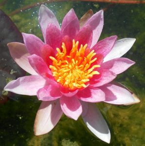 Nymphaea Laydekeri Purpurata (Laydekeri Carmine)