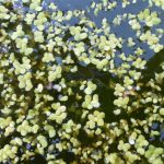 Lemna Minor