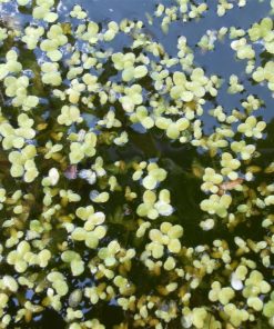 Lemna Minor