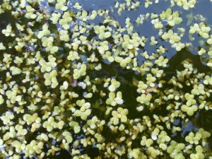 Lemna Minor
