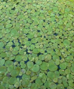 Lemna Spirodela