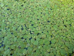 Lemna Spirodela