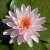 Nymphaea Lemon Mist