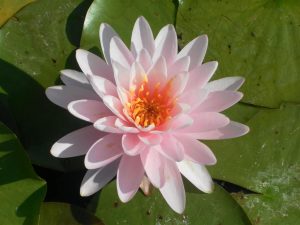 Nymphaea Lemon Mist