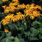 Ligularia