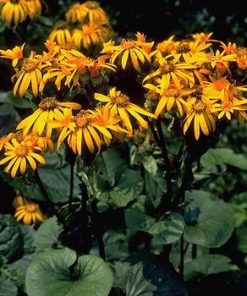 Ligularia