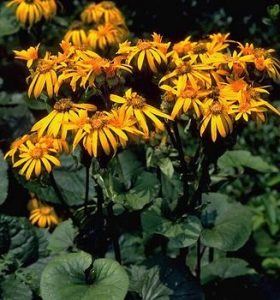 Ligularia