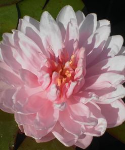 Nymphaea Lily Pons
