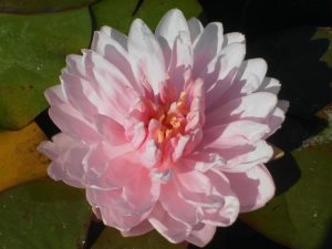 Nymphaea Lily Pons
