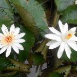 Nymphaea Lotus