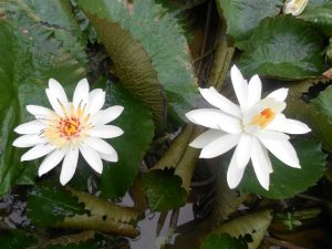 Nymphaea Lotus