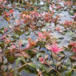 Ludwigia Mullerti