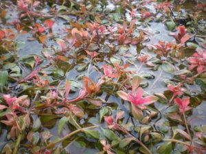 Ludwigia Mullerti