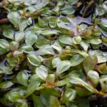 Ludwigia Palustris